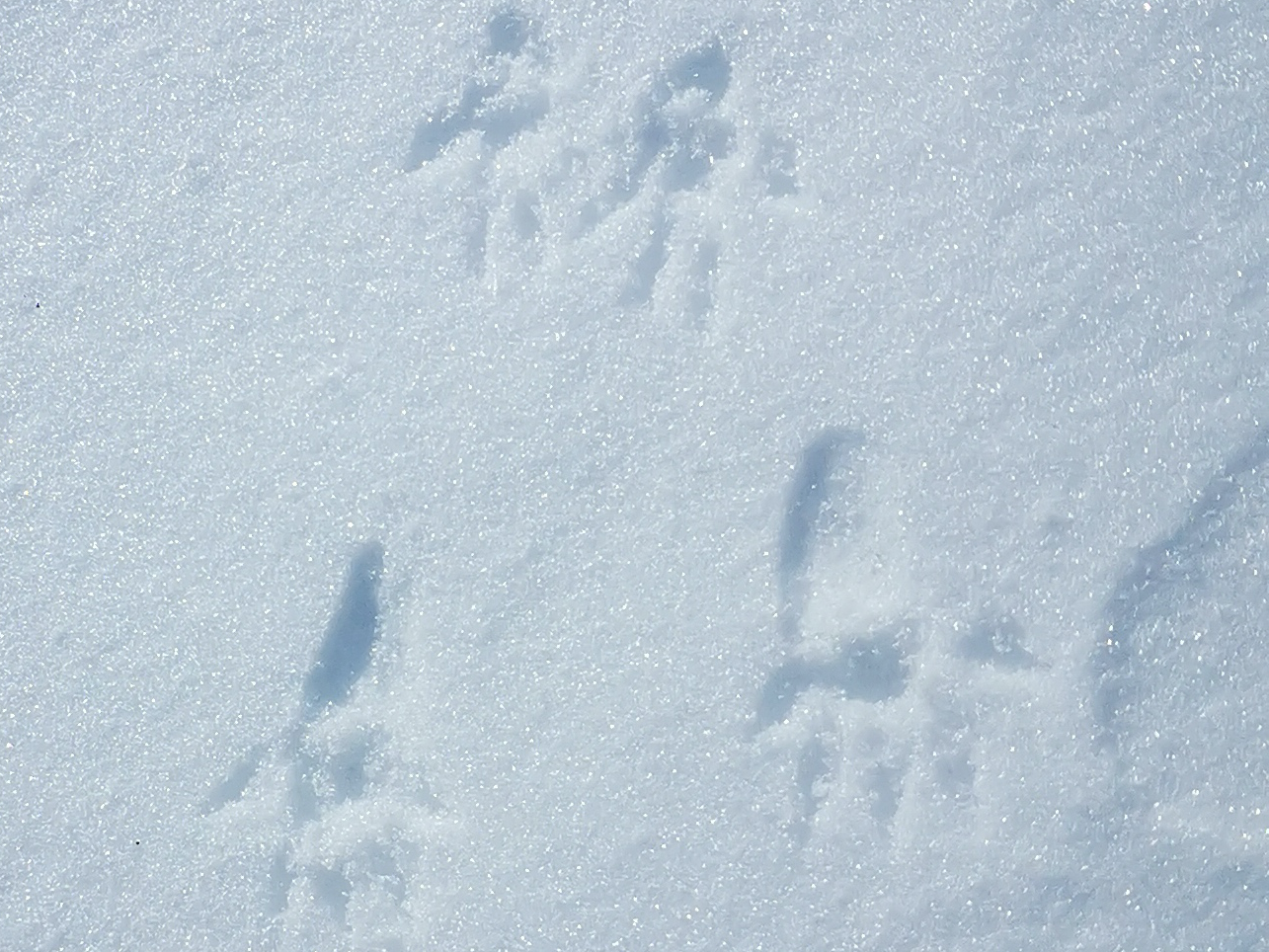 Traces & indices randonnée Mezenc haute loire meygal
